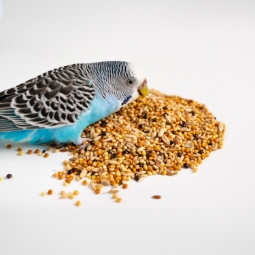 Category image: Bird Food